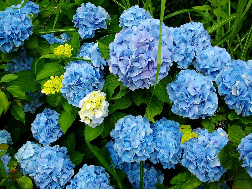 гортензия садовая древовидная - купить саженцы florium.ua