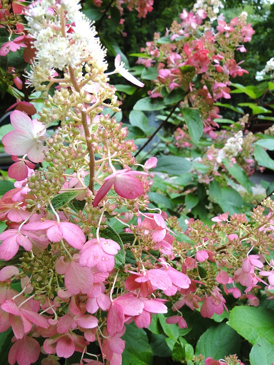 гортензия метельчатая саженцы - florium.ua
