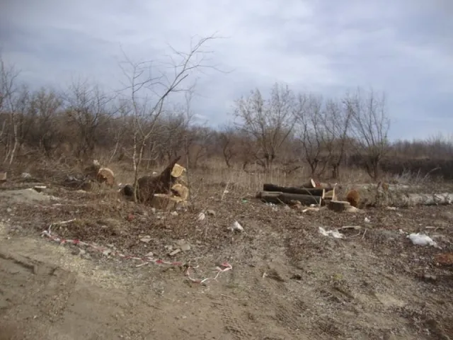 Іванофранківці б'ють на сполох. Над річкою у Пасічній вирубують дерева (Фото) — фото 3
