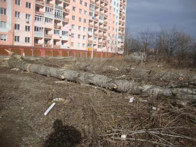 Іванофранківці б'ють на сполох. Над річкою у Пасічній вирубують дерева (Фото) — фото 5