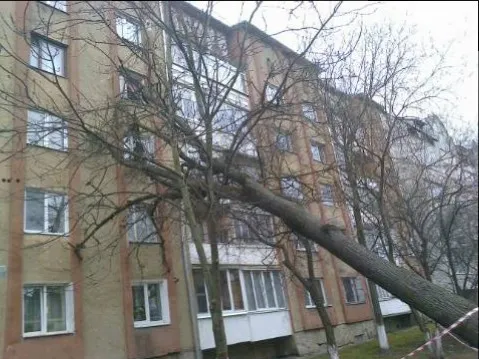 Мешканці будинку, на який впало дерево, підозрюють, що їм ніхто не буде відшкодовувати збитки (відео) — фото 1