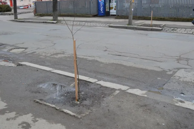 На вулицях міста висаджують нові дерева (фото) — фото 1