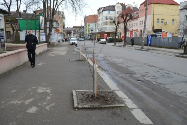 На вулицях міста висаджують нові дерева (фото) — фото 2