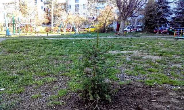 Мешканці Франківська «Чистий четвер» провели із користю, висадили у одному із дворів міста дерева (фото) — фото 3