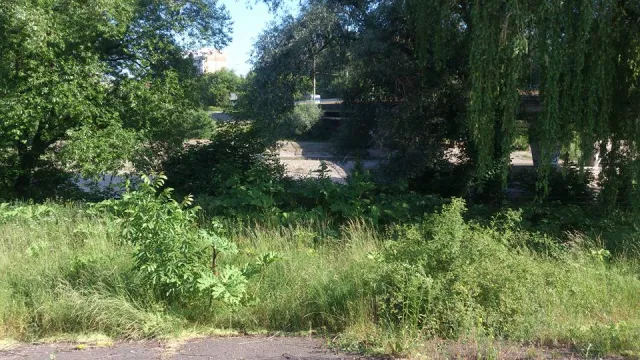 Жителі міста скаржаться на великі зарослі борщівника (фото) — фото 2