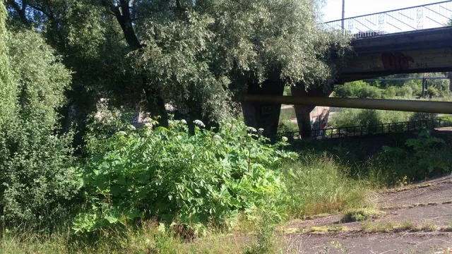 Жителі міста скаржаться на великі зарослі борщівника (фото) — фото 3