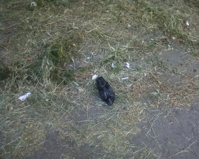 У дворах франківських багатоповерхівок валяються дохлі голуби, яких ніхто не збирається прибирати (фото) — фото 2