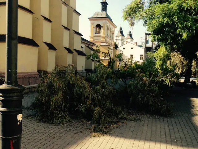 Жителі міста кажуть, що комунальники прибрали не всі повалені дерева (фото) — фото 3