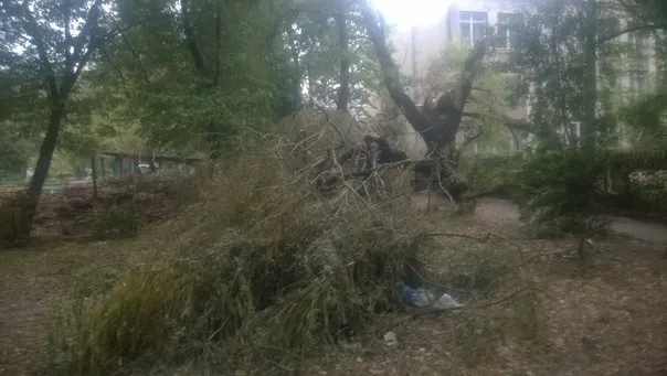 У Франківську внаслідок сильного вітру дерево впало на шкільний паркан (фото) — фото 1