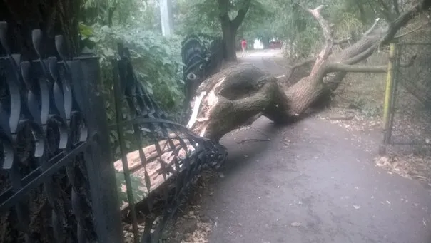У Франківську внаслідок сильного вітру дерево впало на шкільний паркан (фото) — фото 2