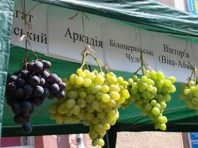 У Франківську урочисто відкрили "Свято винограду та вина" (фото) — фото 6
