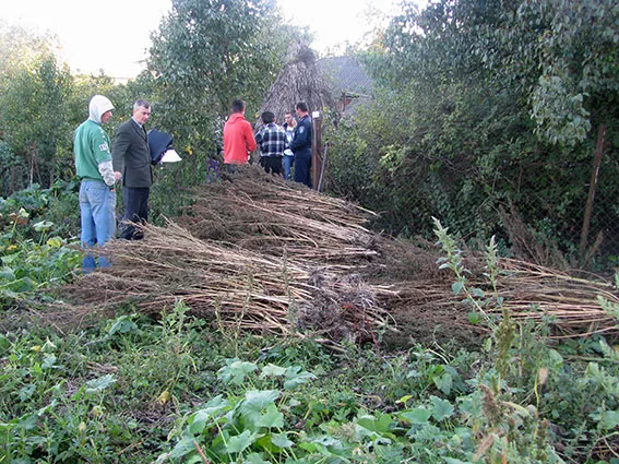 Прикарпатські правоохоронці виявили цілу грядку конопель (фото) — фото 2