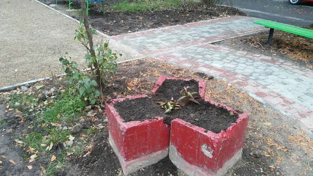 У Франківську вандали вночі знищили клумбу (фото) — фото 1