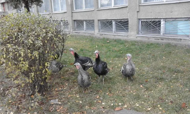 Віддати голос за голову міста прийшли навіть індики (фото) — фото 1
