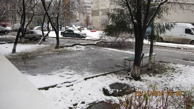 У Франківську на автомобіль впало дерево (фото+відео) — фото 1