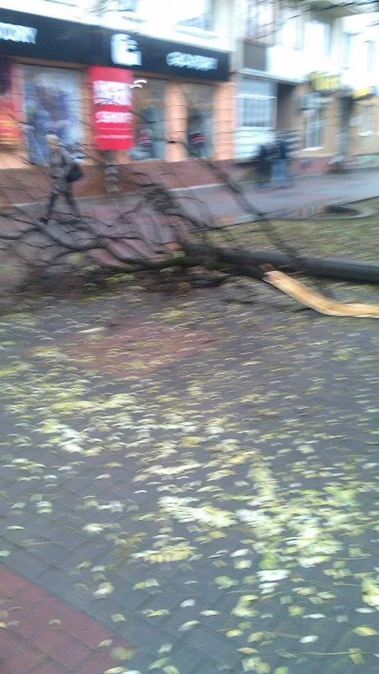 На центральних вулицях міста падають дерева (фото) — фото 1