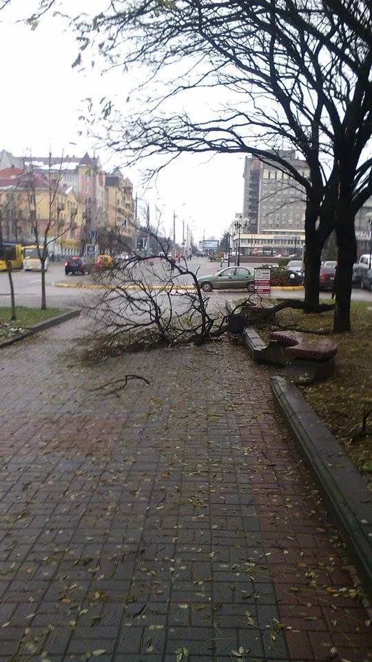 На центральних вулицях міста падають дерева (фото) — фото 2