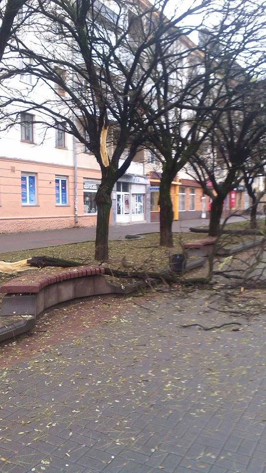 На центральних вулицях міста падають дерева (фото) — фото 3