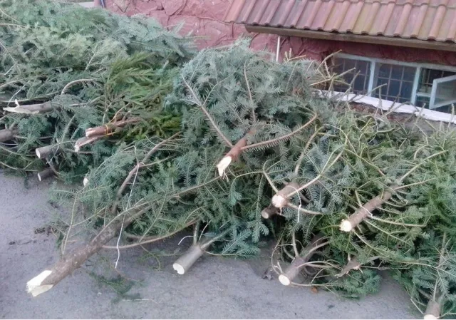 На Прикарпатті триває операція "Ялинка" (фото) — фото 1
