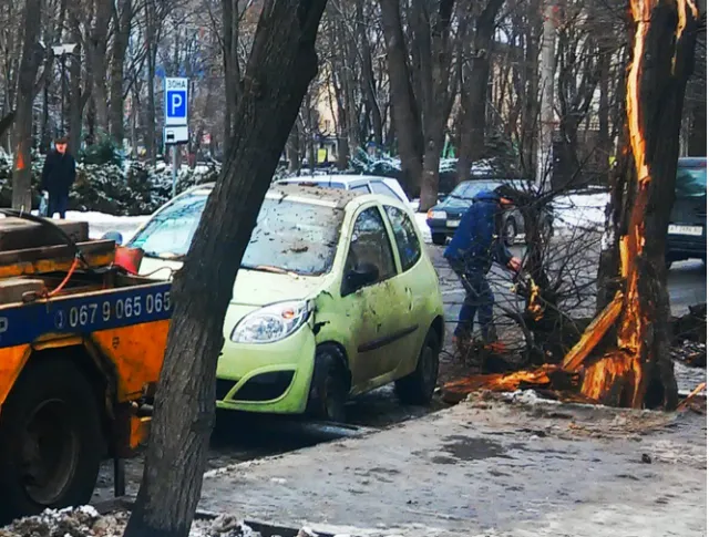 У Франківську на автомобіль впало дерево (фото+відео) — фото 1