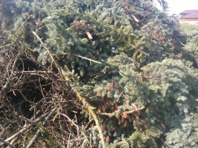 У Франківську невідомі особи варварськи зрізали голубі ялинки — фото 2