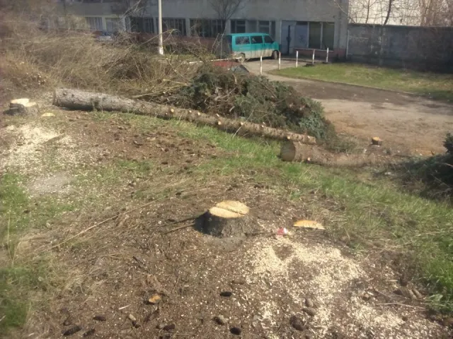 У Франківську невідомі особи варварськи зрізали голубі ялинки — фото 4