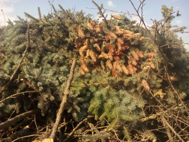 У Франківську невідомі особи варварськи зрізали голубі ялинки — фото 5