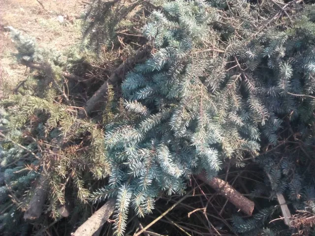 У Франківську невідомі особи варварськи зрізали голубі ялинки — фото 6