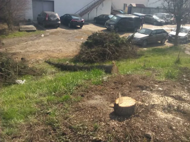 У Франківську невідомі особи варварськи зрізали голубі ялинки — фото 7