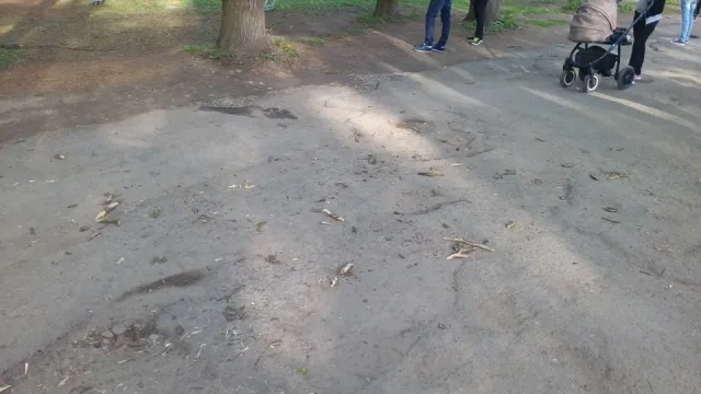 Службове недбальство: у парку Шевченка на голову жінці впала гілка з дерева, жінка в лікарні — фото 2