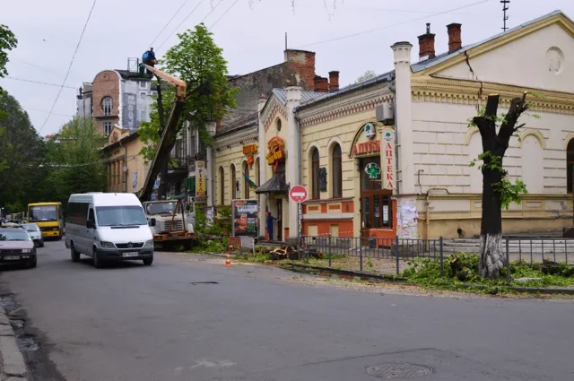 Мешканці міста обурені зрізанням каштанів у центрі Франківська — фото 14