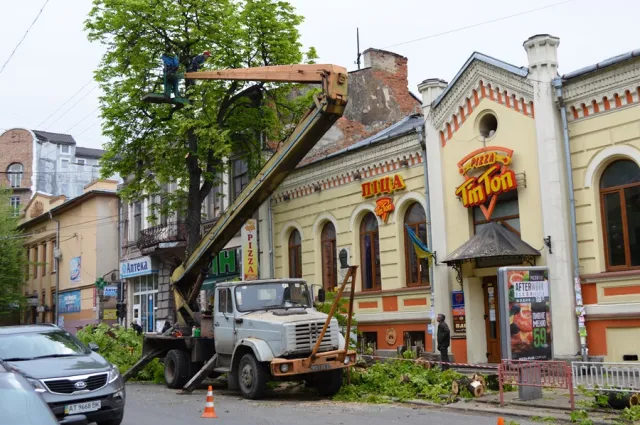 Мешканці міста обурені зрізанням каштанів у центрі Франківська — фото 3