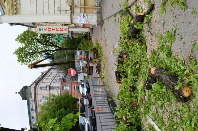 Мешканці міста обурені зрізанням каштанів у центрі Франківська — фото 8