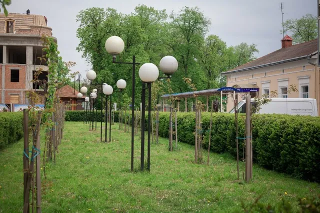 На Прикарпатті квітнуть сакури — фото 2