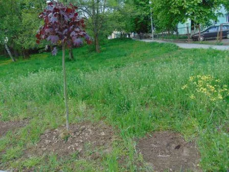 Напередодні Великодня невідомі викрали з алеї Небесної сотні у Долині близько 15 декоративних кущів — фото 1