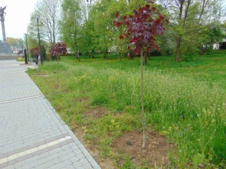 Напередодні Великодня невідомі викрали з алеї Небесної сотні у Долині близько 15 декоративних кущів — фото 2