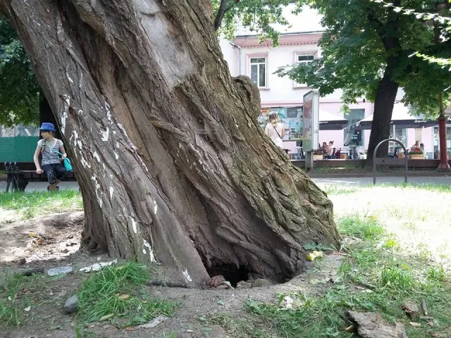 У центрі Івано-Франківська оселились їжачки — фото 1