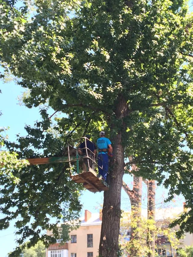 В Франківську на вулиці Заклинських зрізали всі аварійні тополі — фото 3