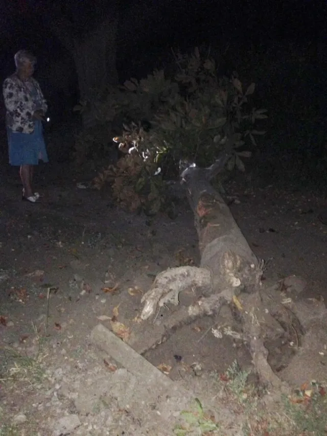 У Коломиї боєць АТО на високій швидкості врізався в дерево — фото 4