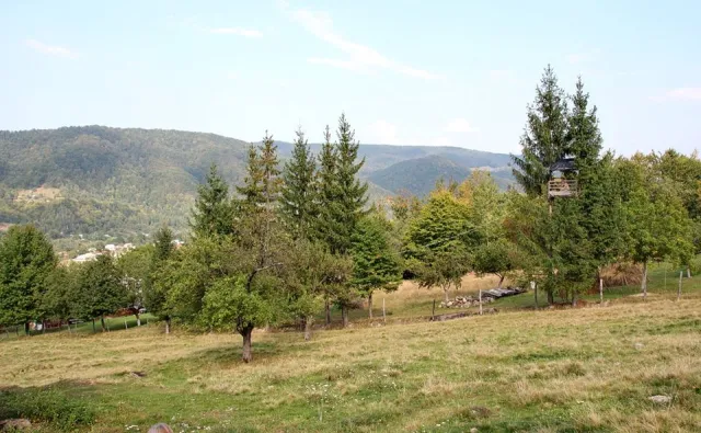 На Прикарпатті з'явився перший "офіс" на смереці — фото 1