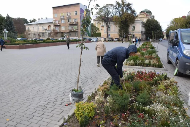 Перед Івано-Франківською ОДА висадили сакури — фото 1