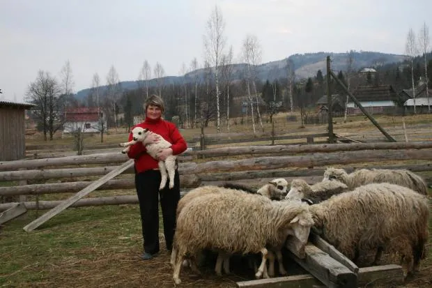 Єдиний в Україні центр лікування вівцями діє на Прикарпатті — фото 2