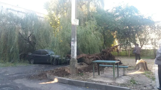 В Івано-Франківську на одній із вулиць дерево обірвало електричні дроти — фото 2