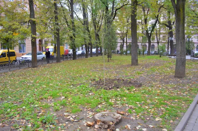 У сквері Руської трійці висадили молоді ясені — фото 11