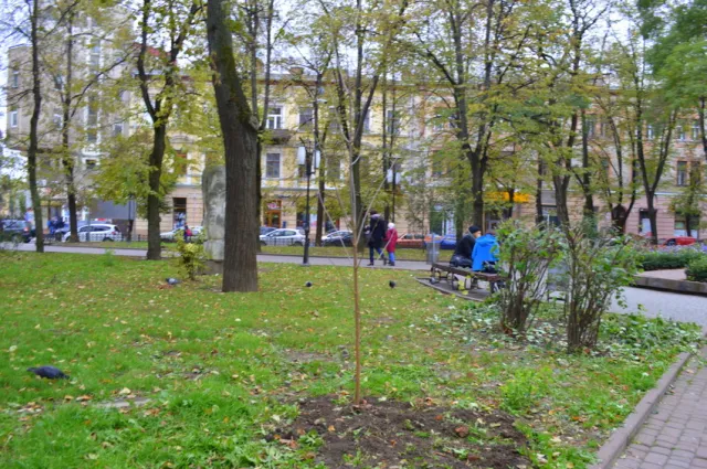 У сквері Руської трійці висадили молоді ясені — фото 5