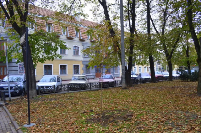 У сквері Руської трійці висадили молоді ясені — фото 7