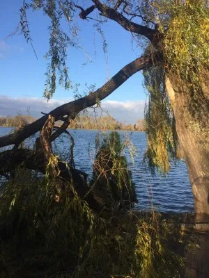 Наслідки негоди: на міському озері сильний вітер повалив дерева — фото 1