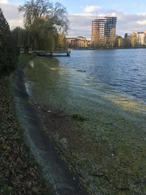Наслідки негоди: на міському озері сильний вітер повалив дерева — фото 2