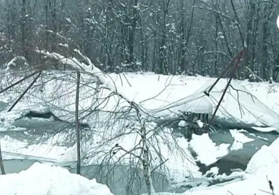 В Івано-Франківську комунальники досі не прибрали повалені дерева біля роддому — фото 1